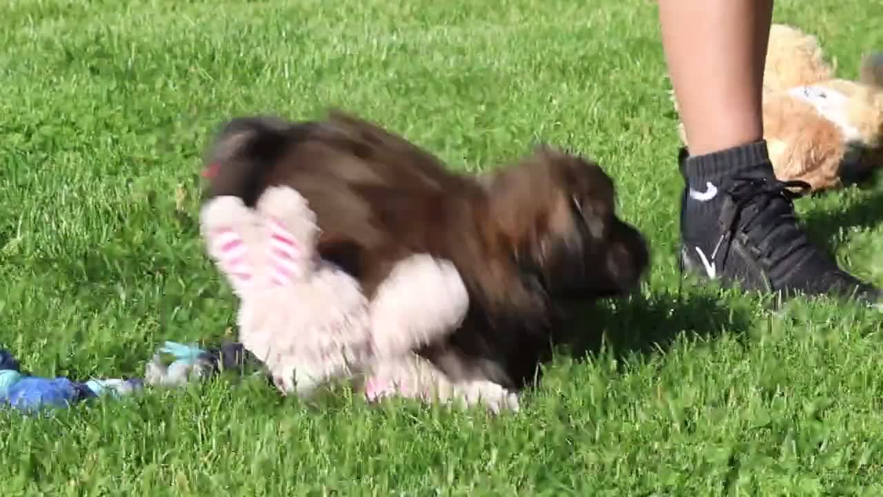 Shihpoo dogs for sale: Taylor - Video 2