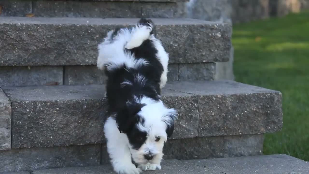 Havanese dogs for sale: Penny Havanese  - Video 1