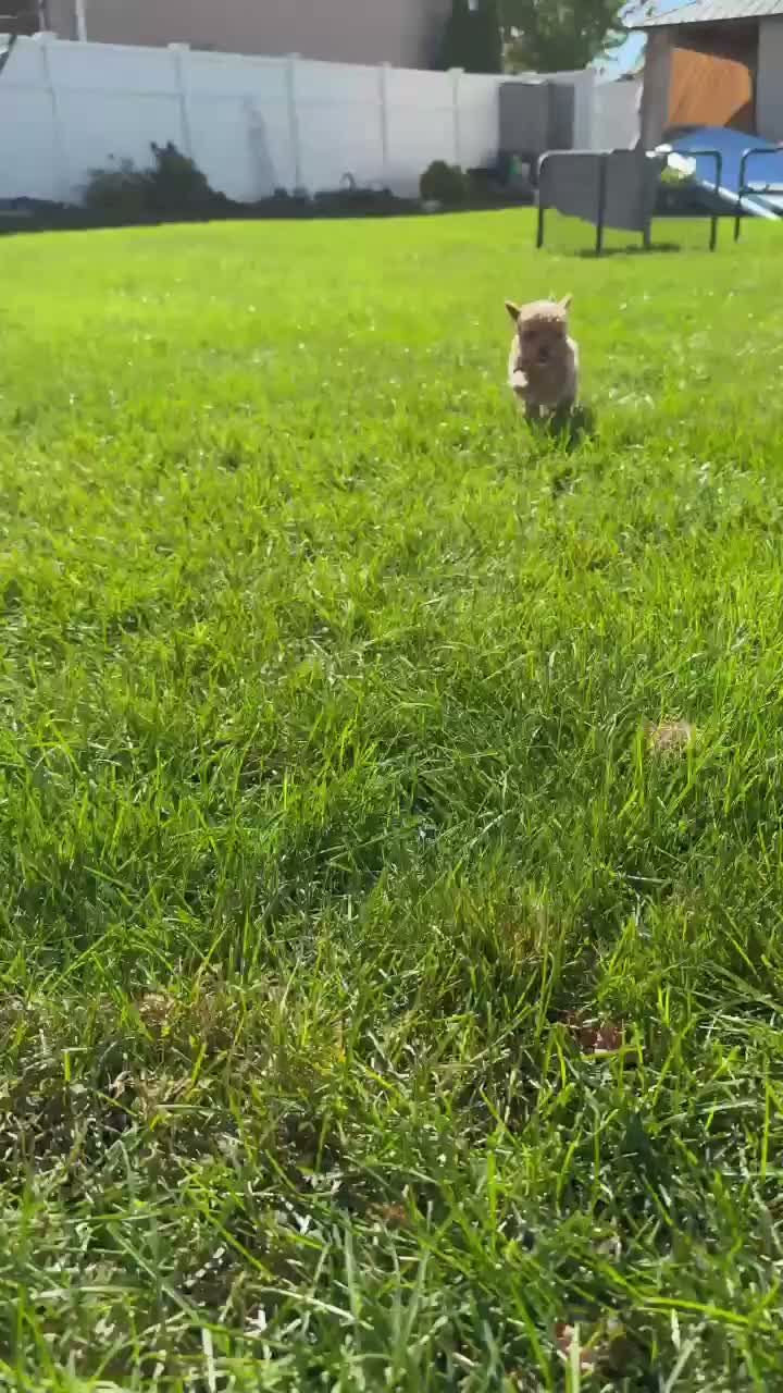 Bichpoo dogs for sale: Bella - Video 1