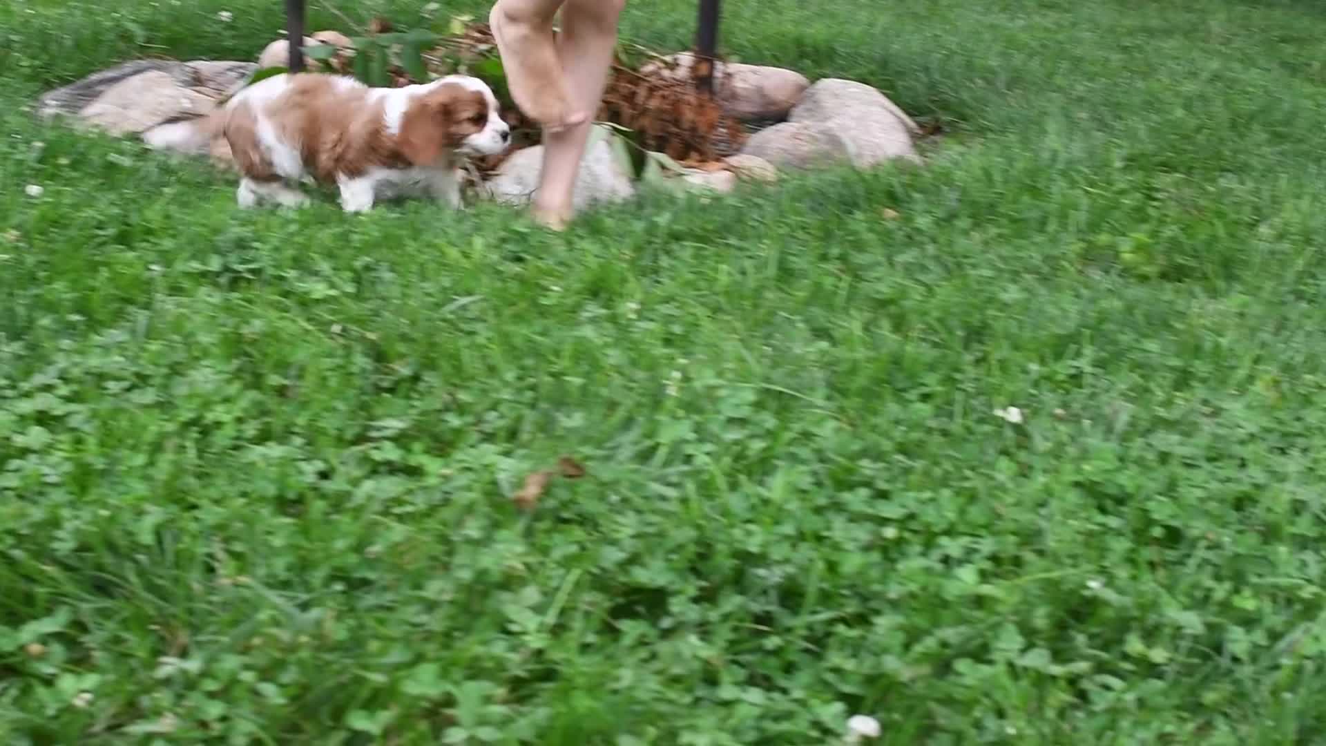 Cavalier King Charles Spaniel dogs for sale: Sarge  - Video 1