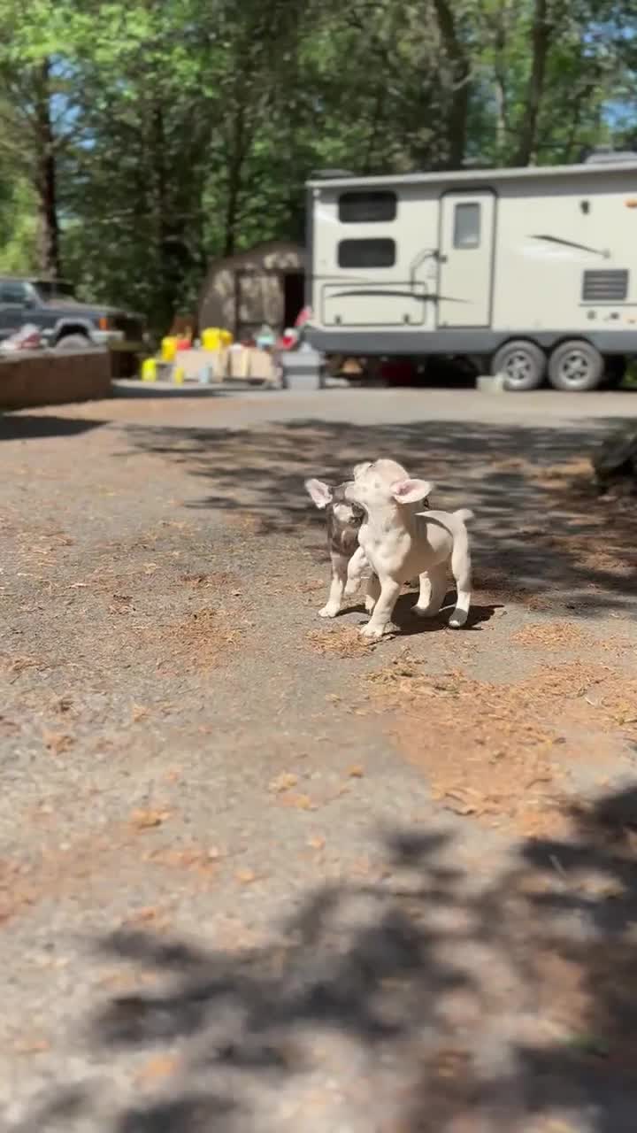French Bulldog dogs for sale: CHOCO - Video 2