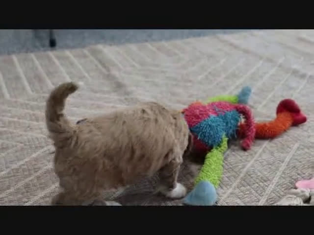 Mini Goldendoodle dogs for sale: Clinton - Video 3