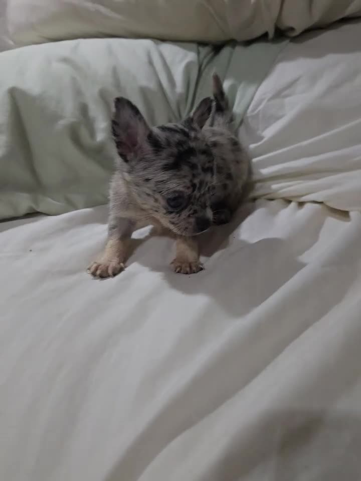Chihuahua dogs for sale: Chihuahua 1 - Video 1