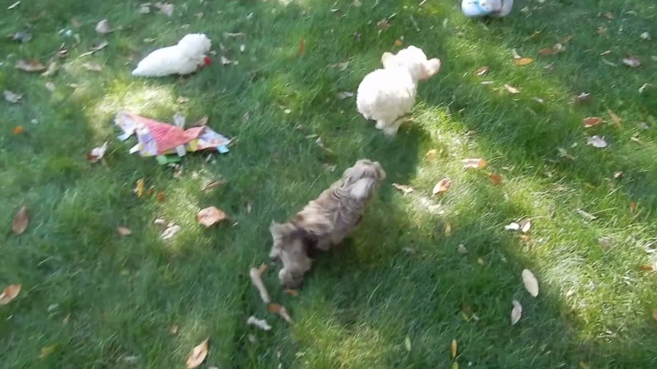 Cockapoo dogs for sale: Trixie - Video 1