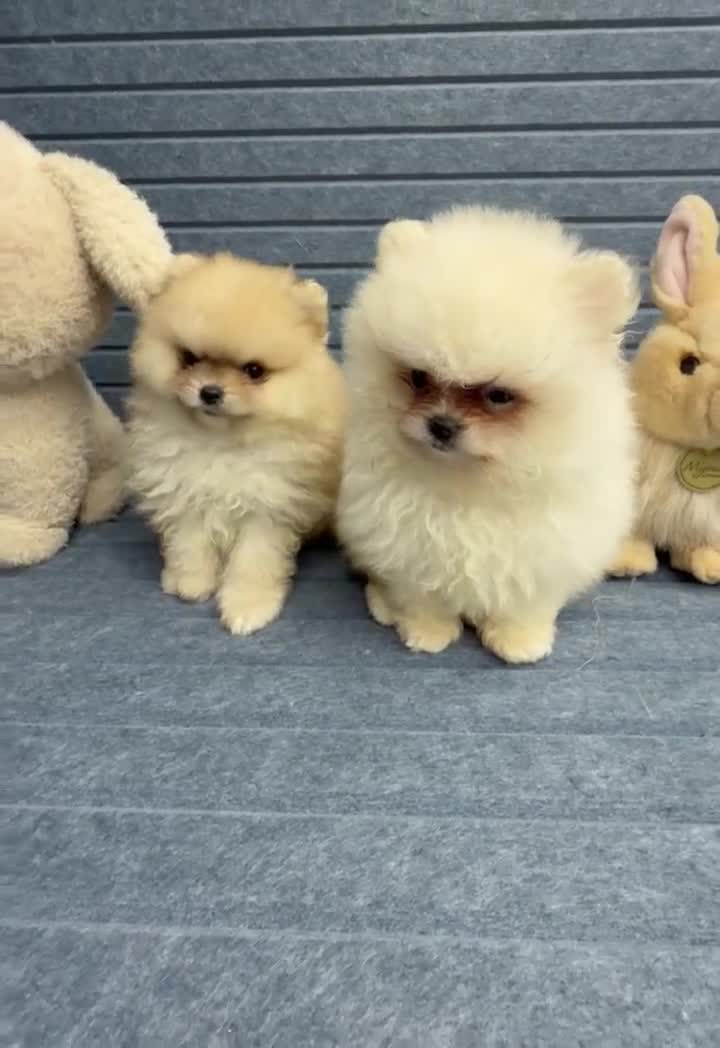 Pomeranian dogs for sale: Pomeranian regalo - Video 1