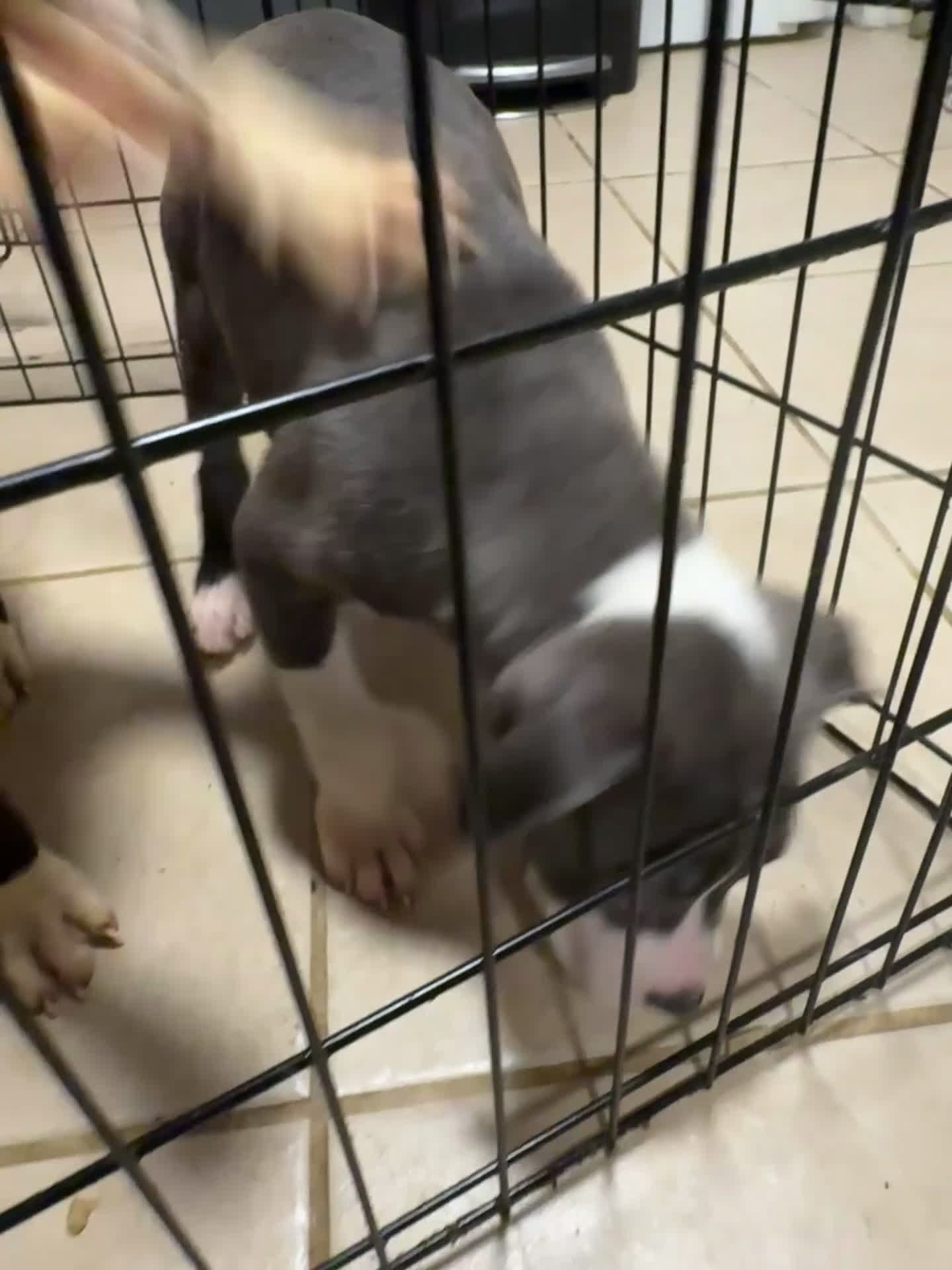 American Bully dogs for sale: American Bully Puppy 2 - Video 1