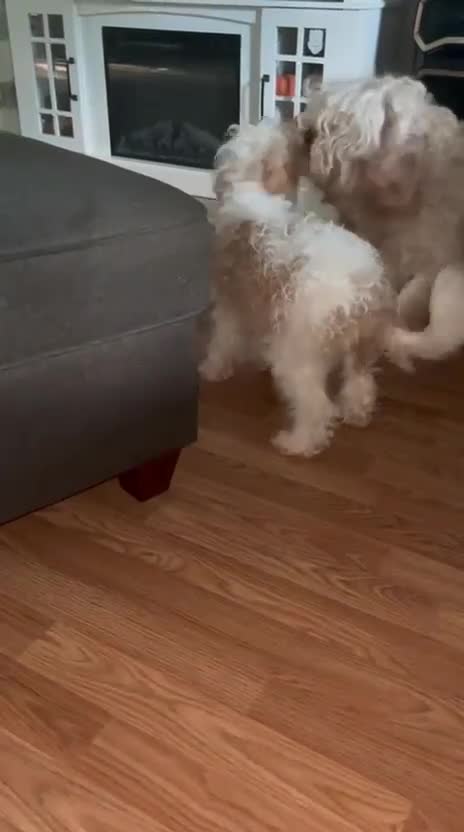 Mixed Breed dogs for sale: Mixed Breed 2 - Video 1