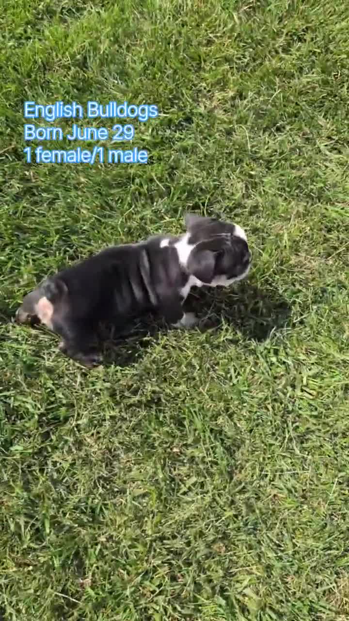 English Bulldog dogs for sale: Zoey - Video 2