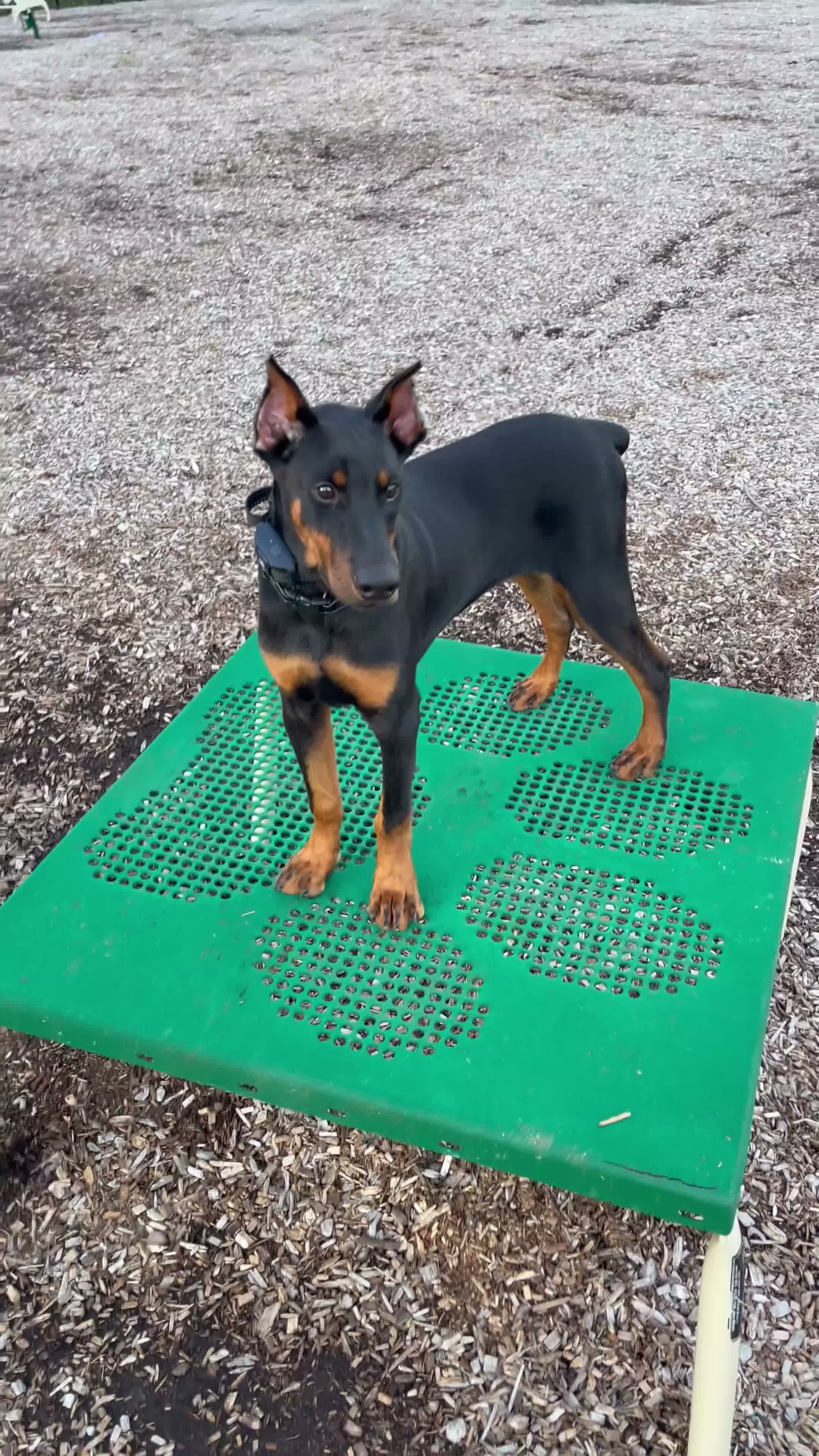 Doberman Pinscher dogs for sale: Zeus - Video 1