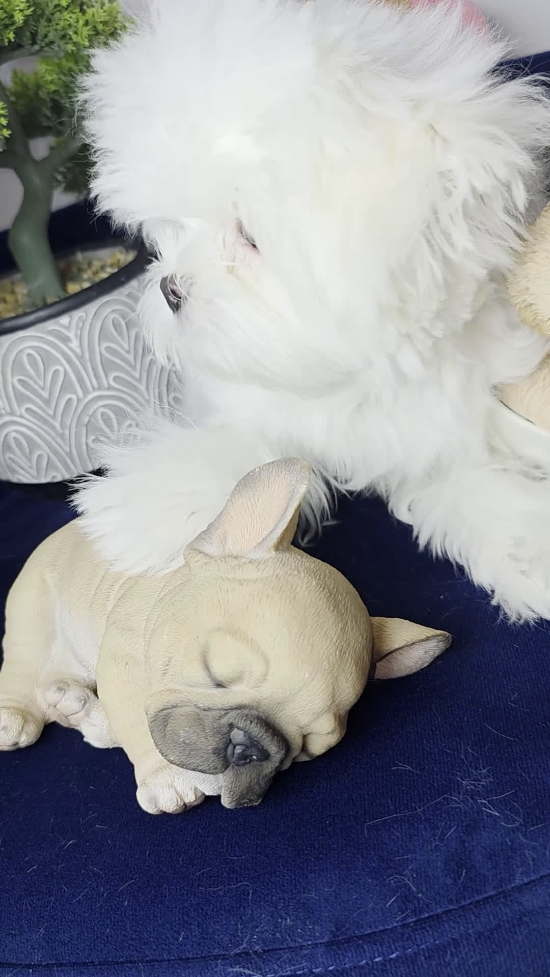 Maltese dogs for sale: Maltese felix - Video 2