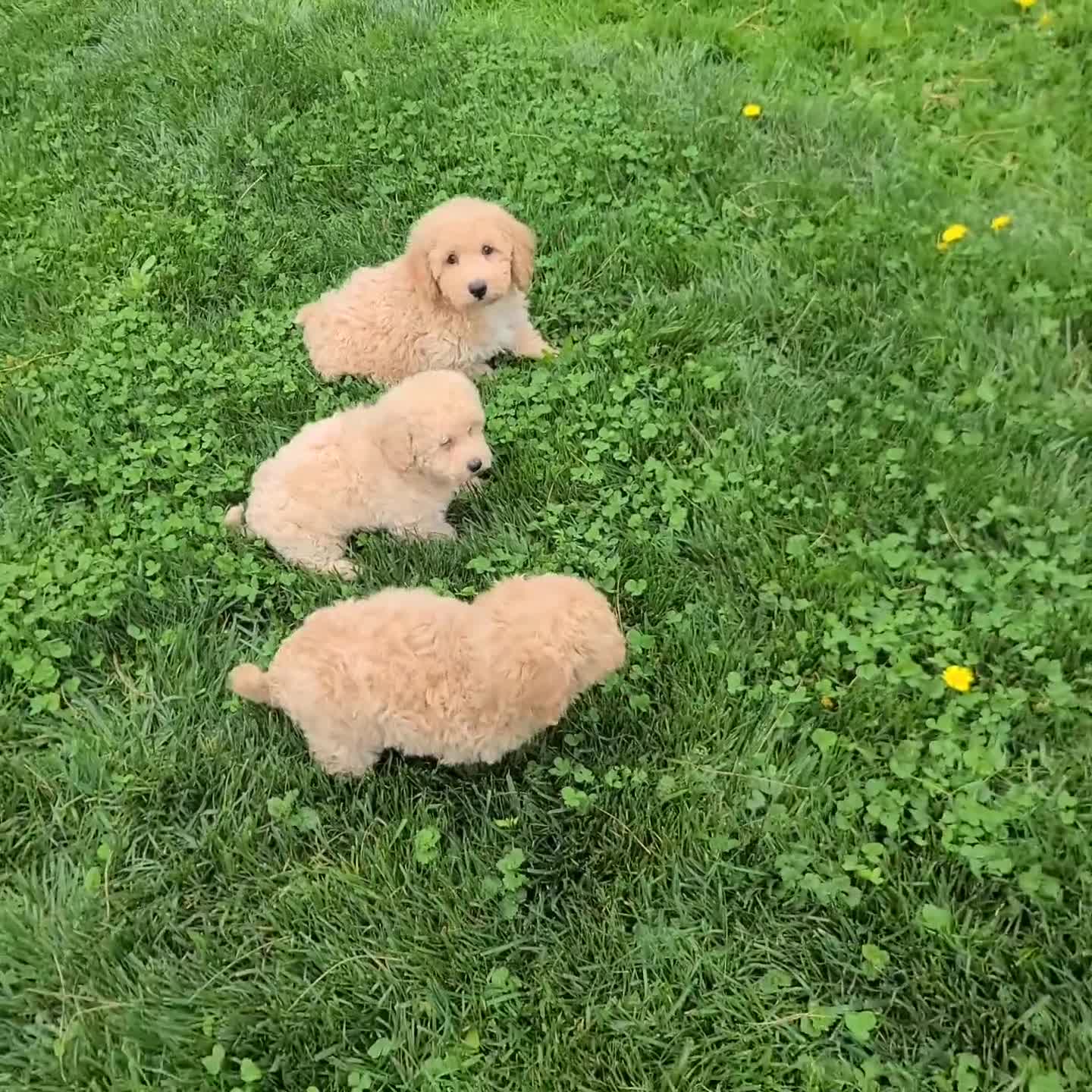 Bichpoo dogs for sale: Lyndon - Video 1