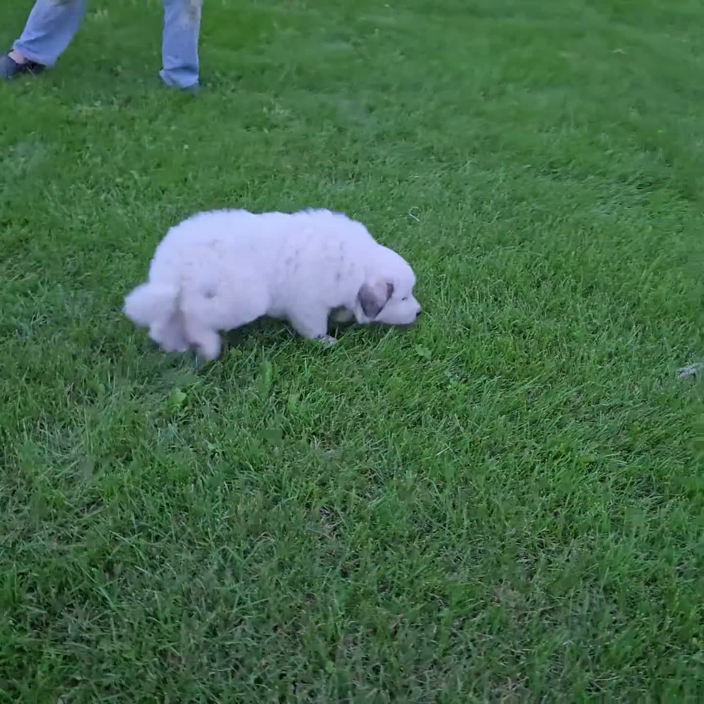 Great Pyrenees dogs for sale: Snowball - Video 1