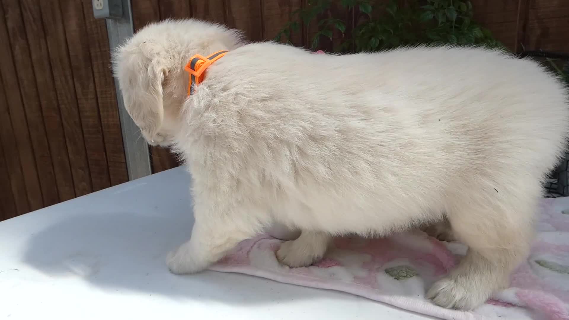 Golden Retriever dogs for sale: Golden Retriever 7 Goldy - Video 1