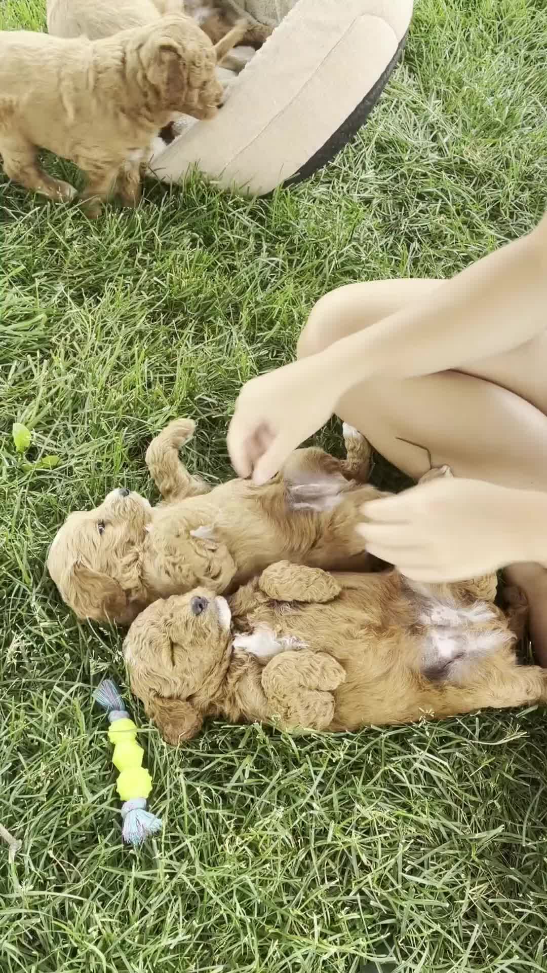 Mini Goldendoodle dogs for sale: Mini Goldendoodle “Theo” - Video 1