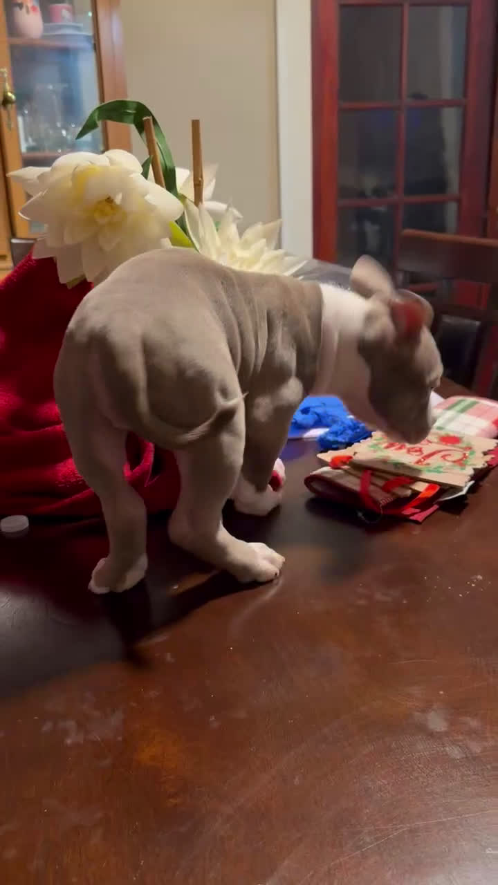 American Bully dogs for sale: American Bully Puppy 2 - Video 1