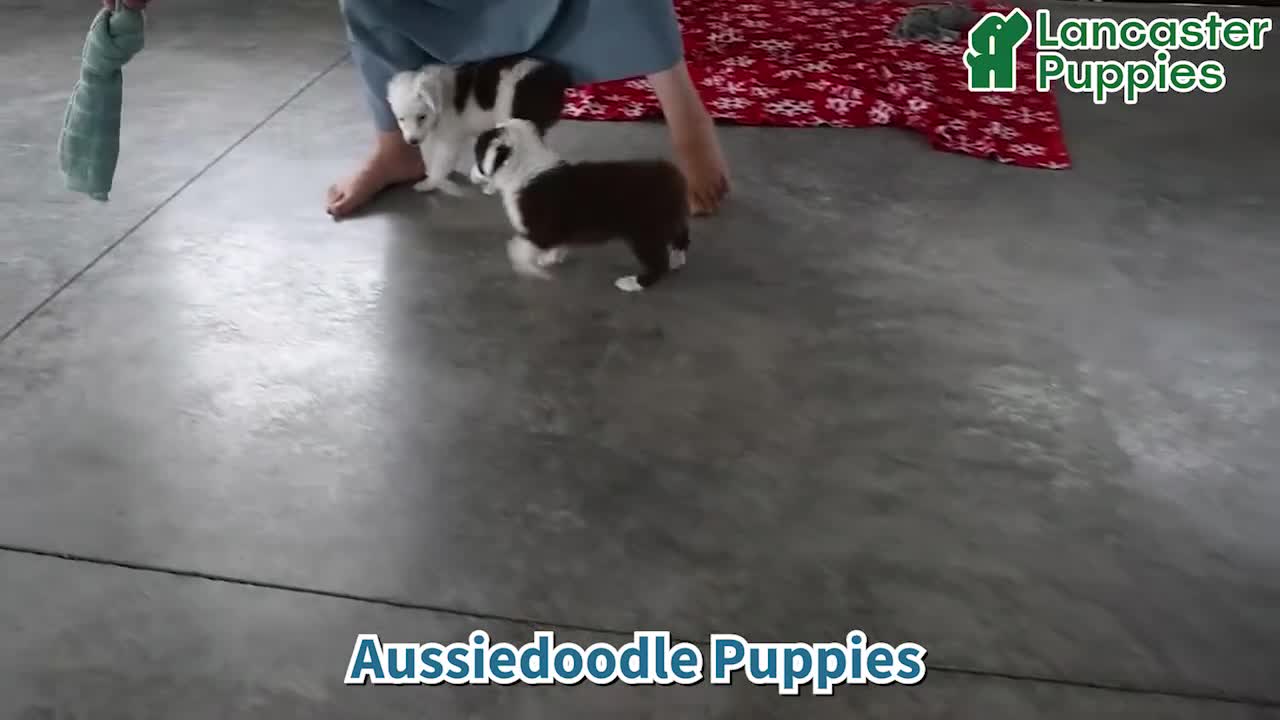 Aussiedoodle dogs for sale: Theo - Video 1