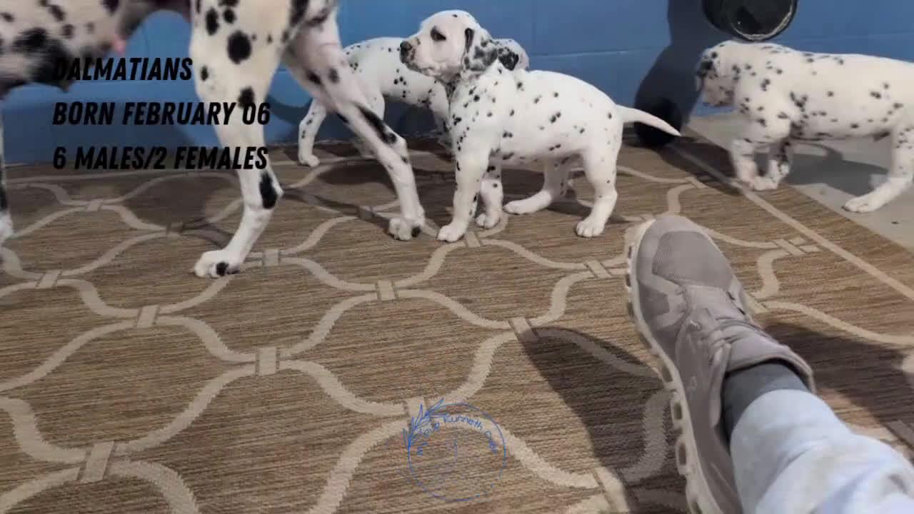 Dalmatian dogs for sale: Kody - Video 4