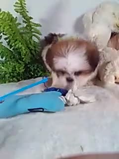 Shih Tzu dogs for sale: Cody - Video 1
