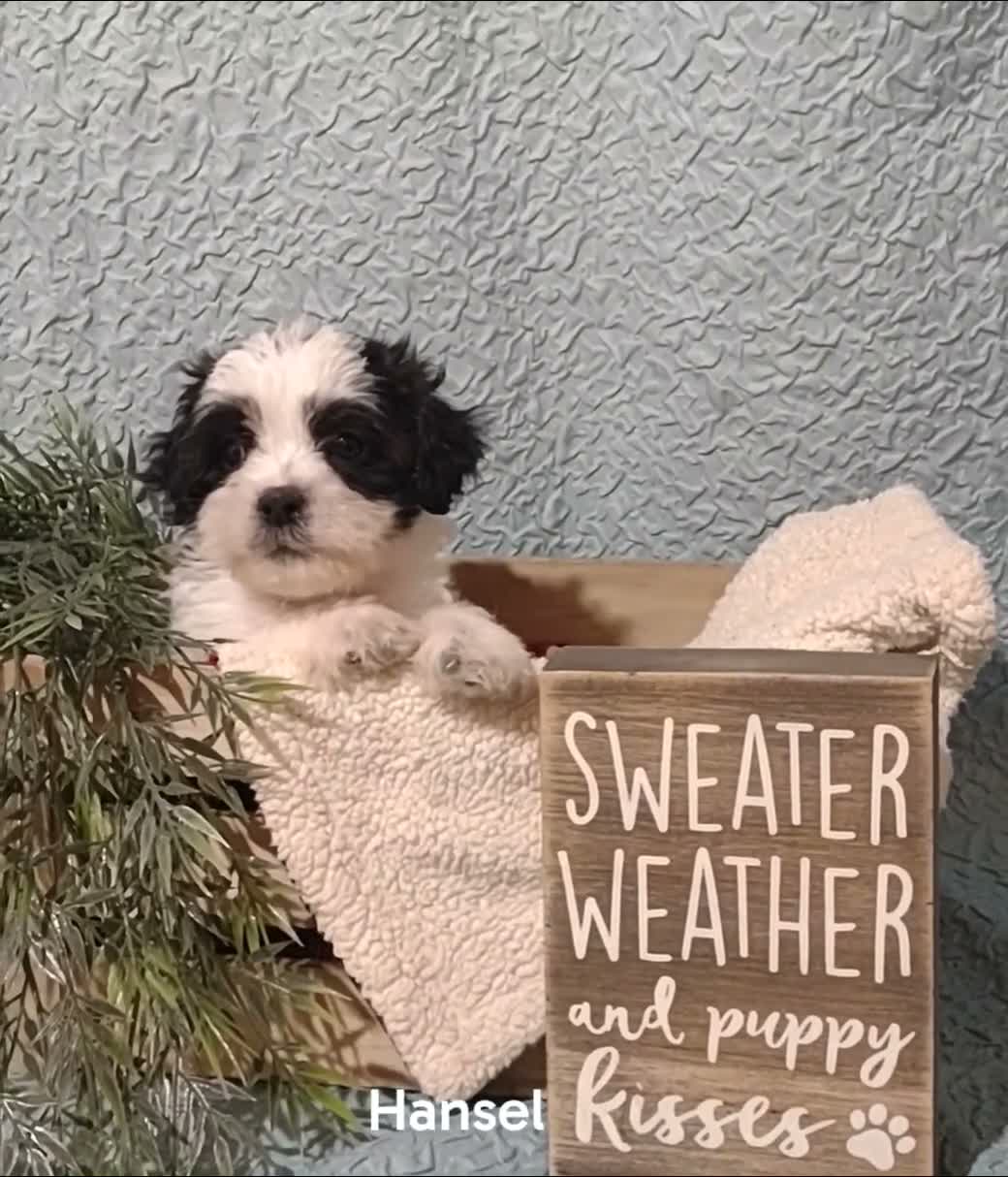 Mixed Breed dogs for sale: Mixed Breed 2 Hansel  - Video 1
