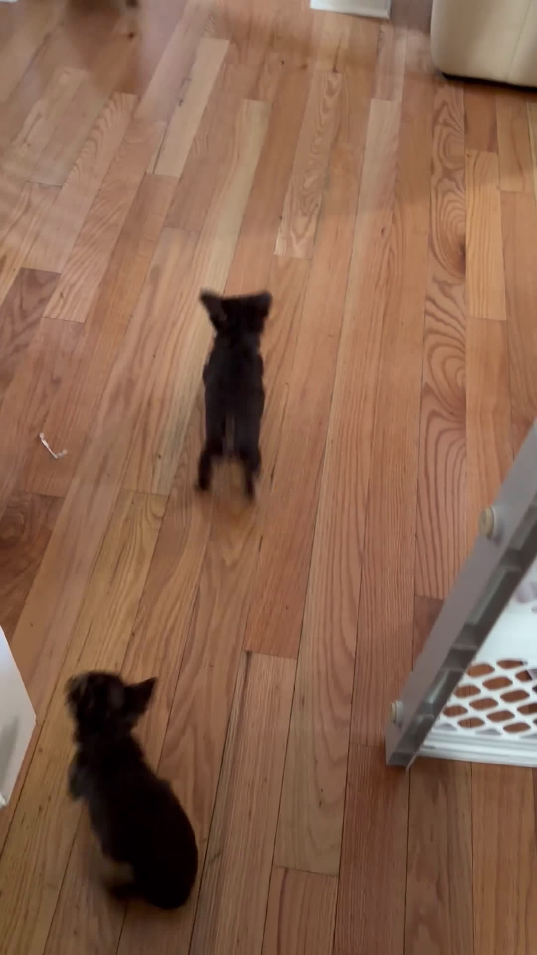 Yorkshire Terrier dogs for sale: Ace - Video 1