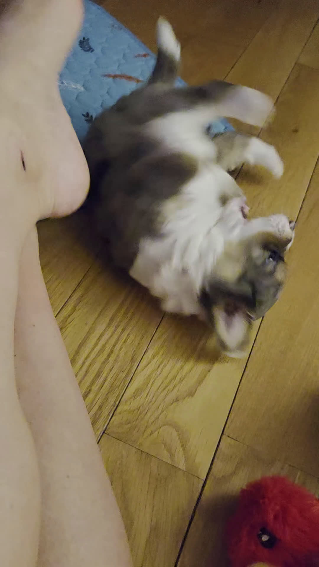 Mini Aussiedoodle dogs for sale: Burney - Video 1