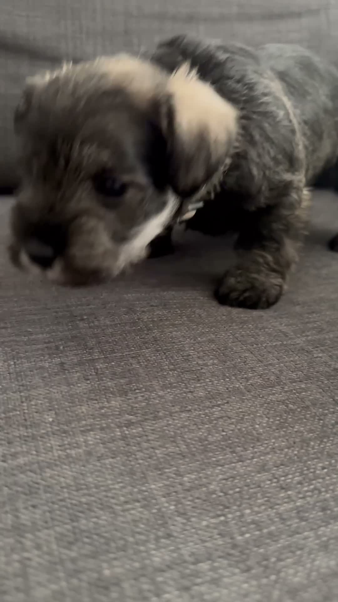 Miniature Schnauzer dogs for sale: Miniature Schnauzer 4 - Video 2