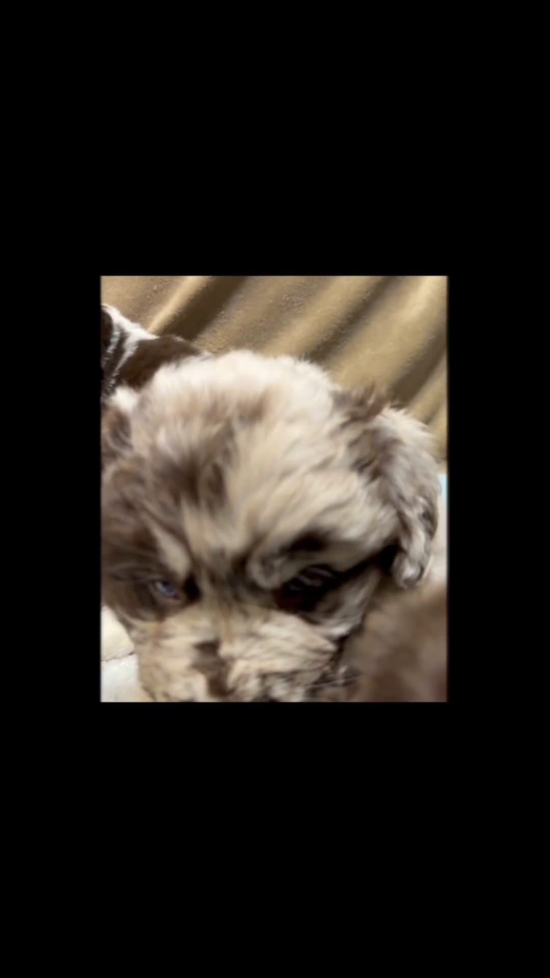 Mixed Breed dogs for sale: Stephanie OFA DNA - Video 2