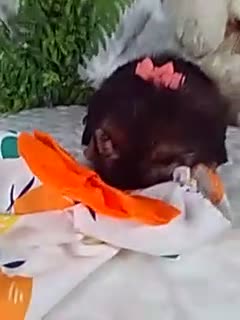 Yochon dogs for sale: Gia - Video 1