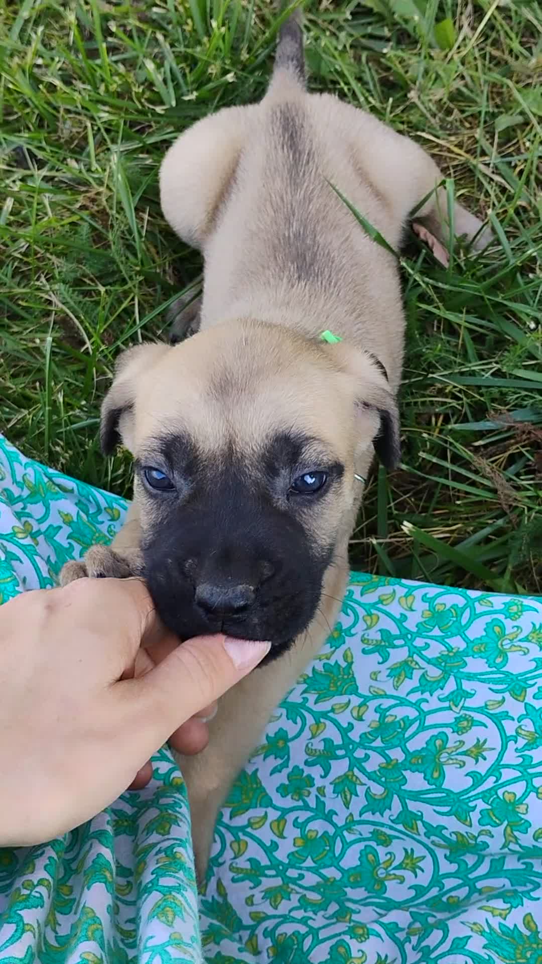 English Mastiff dogs for sale: Loper - Video 1