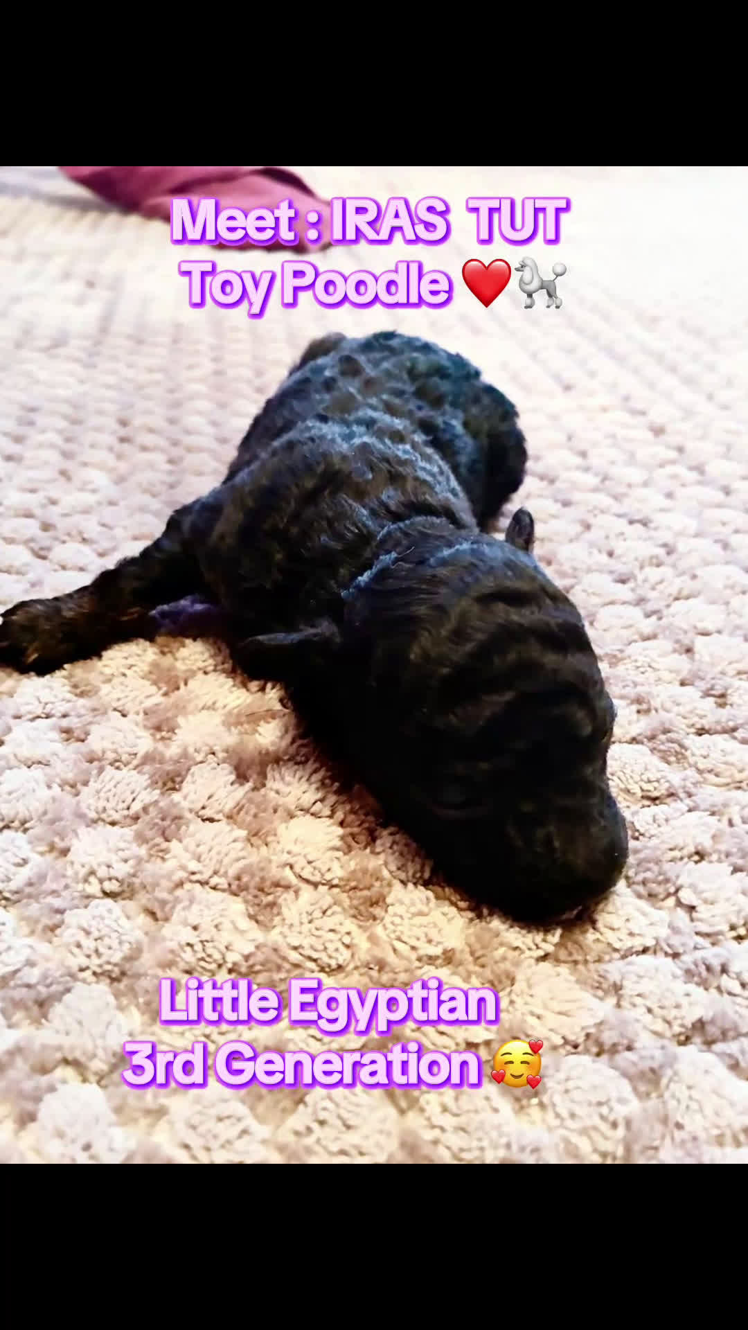 Toy Poodle dogs for sale: Iras Tut , Toy Poodle Puppy  - Video 1