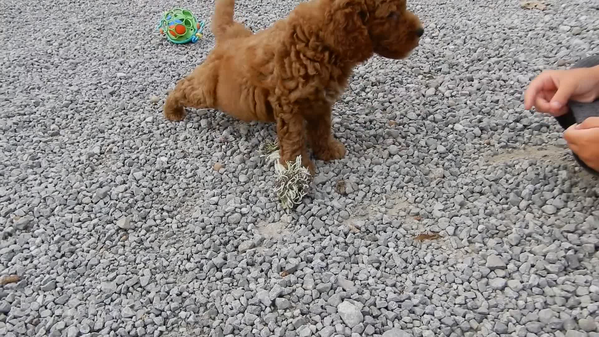 Mini Goldendoodle dogs for sale: Chase - Video 2