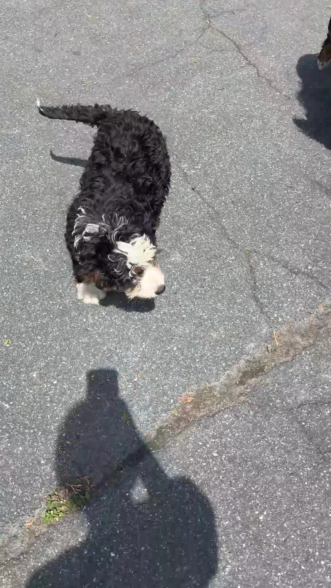 Mixed Breed dogs for sale: Dolly - Video 1