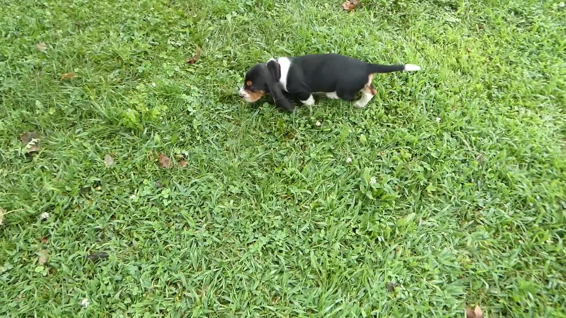 Basset Hound dogs for sale: Basset Hound 8 Magnolia - Video 1