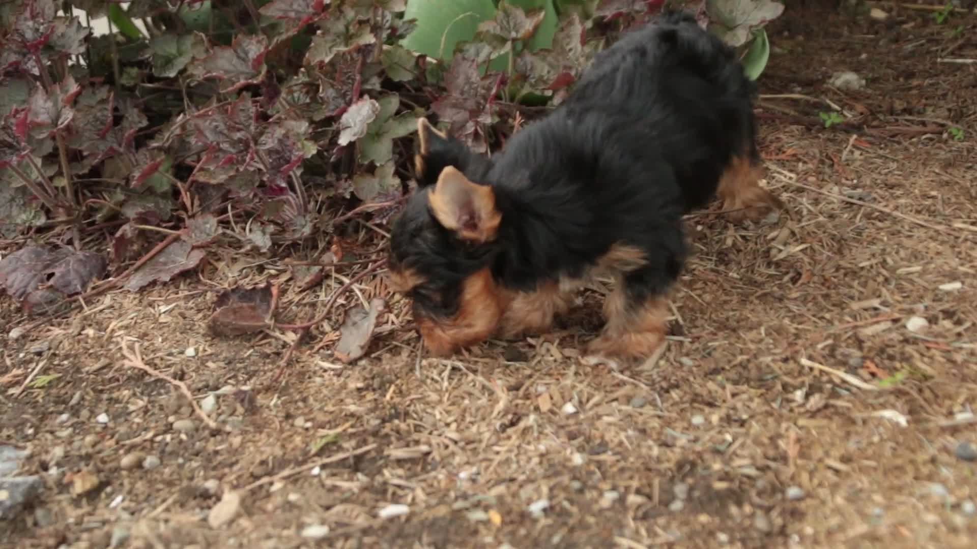 Yorkshire Terrier dogs for sale: Cheyenne - Video 1