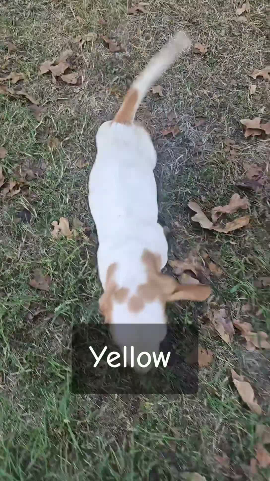 Basset Hound dogs for sale: Basset Hound-Yellow - Video 1