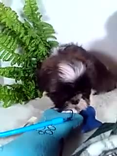 Shih Tzu dogs for sale: Chief  - Video 1