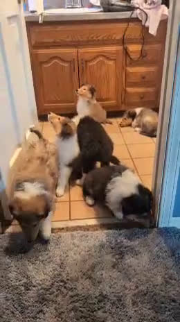 Collie dogs for sale: Carin - Video 1