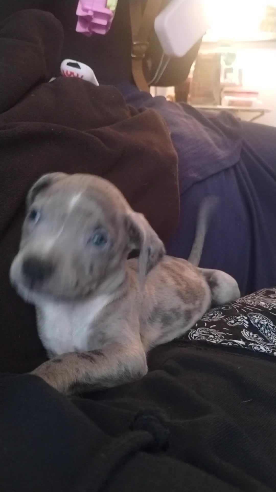American Bully dogs for sale: Green - Video 1