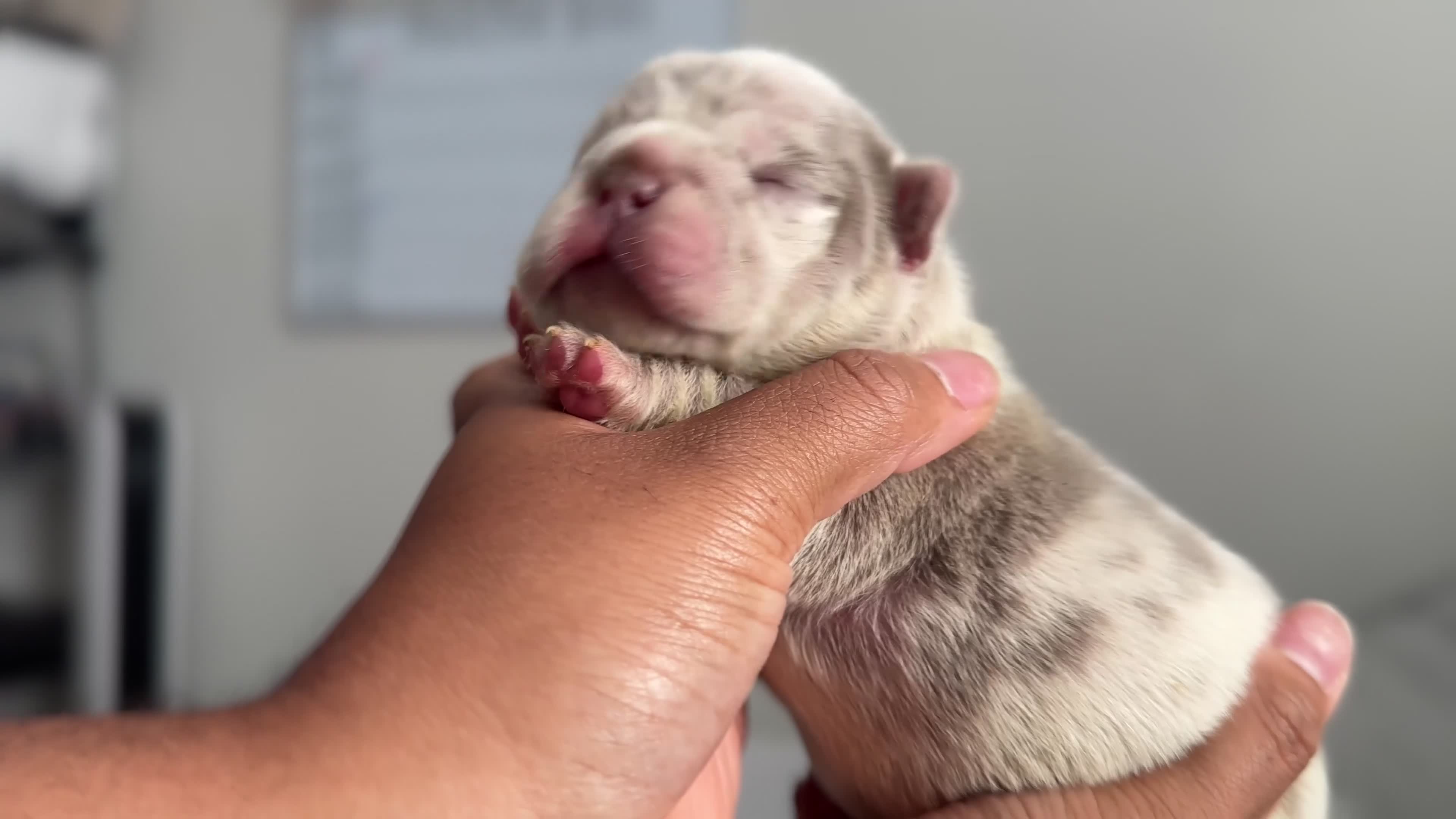 French Bulldog dogs for sale: Biggie - Video 2