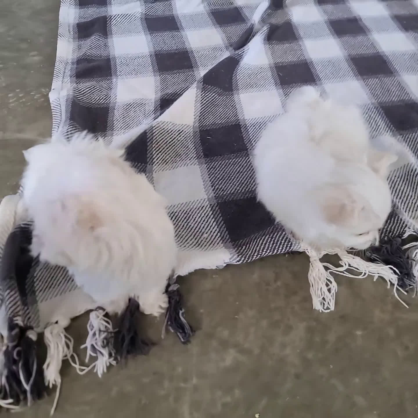 Maltese dogs for sale: Alexander - Video 1