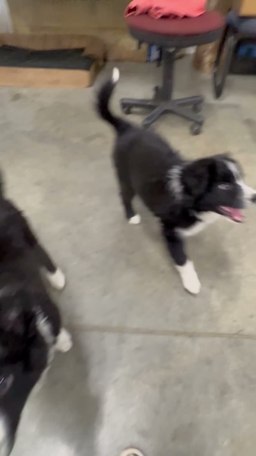 Border Collie dogs for sale: Border Collie 4 - Video 1