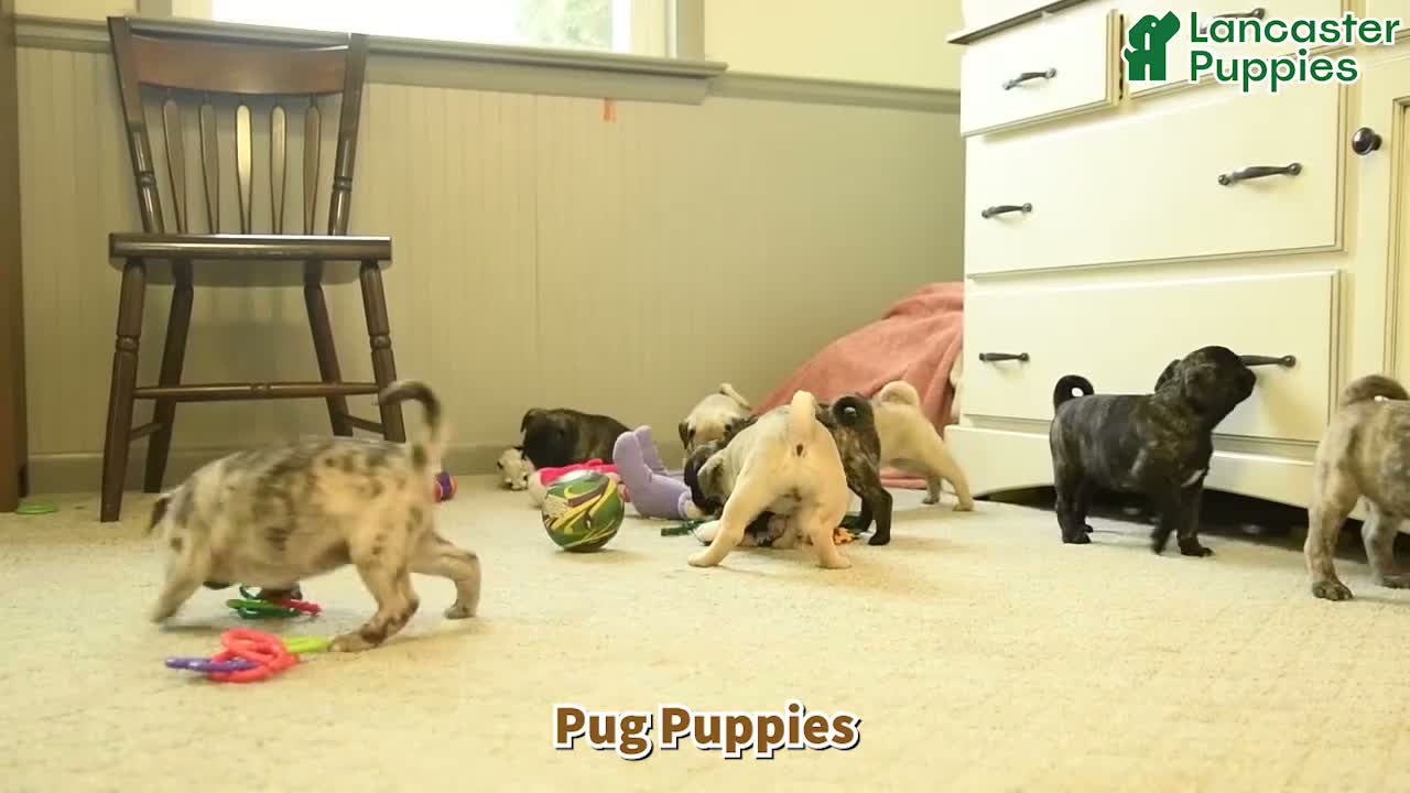 Pug dogs for sale: Poppy - Video 1