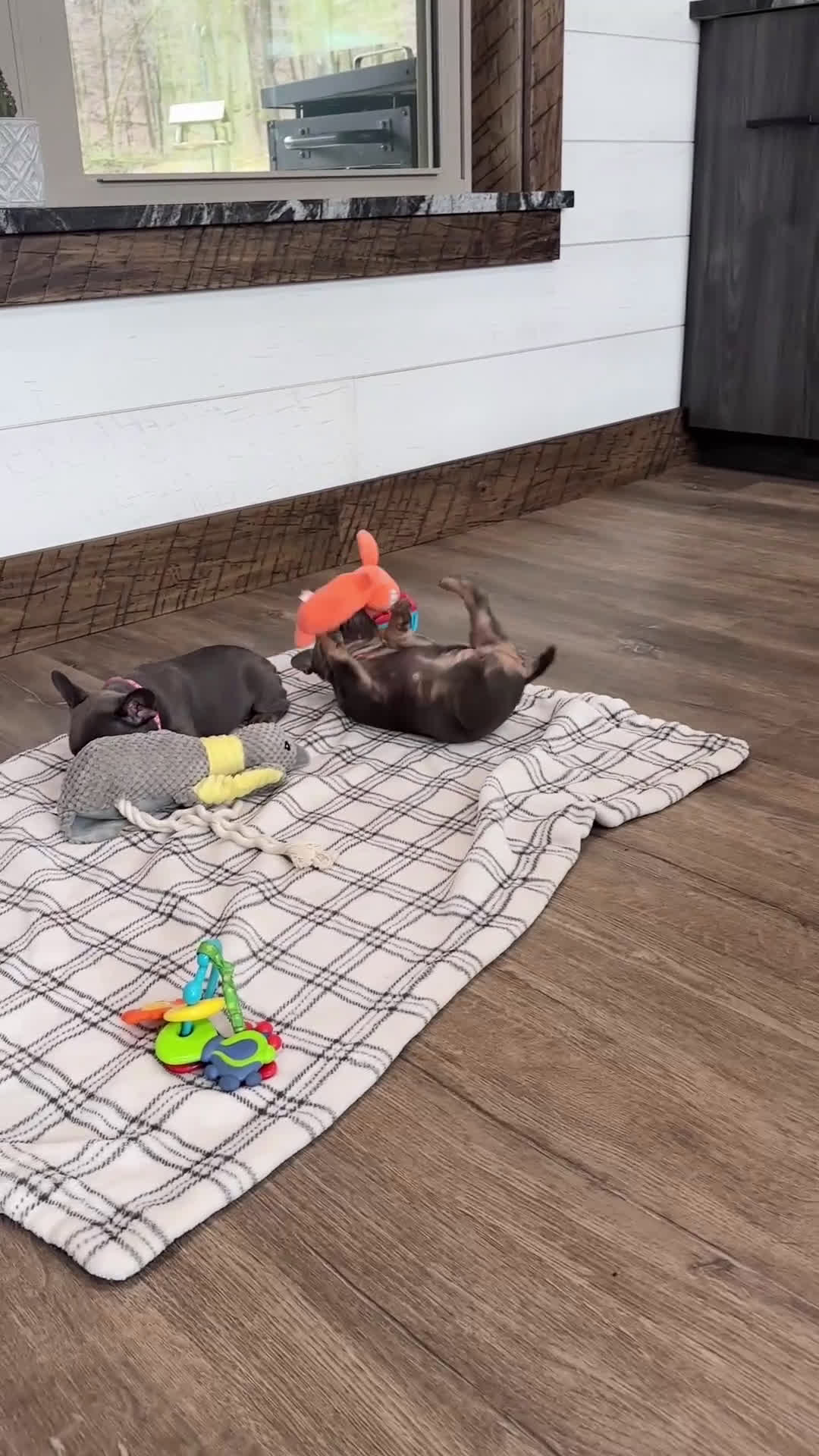 French Bulldog dogs for sale: Beau - Video 1