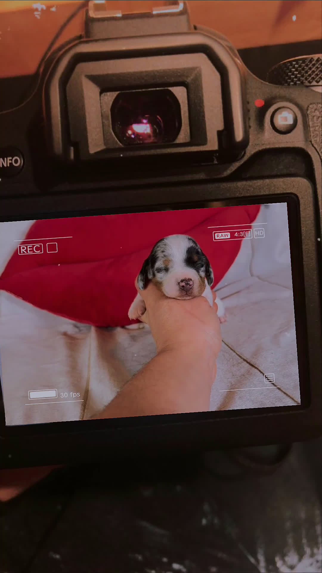 Miniature Dachshund dogs for sale: AKC SH Flossie DNA OFA - Video 1