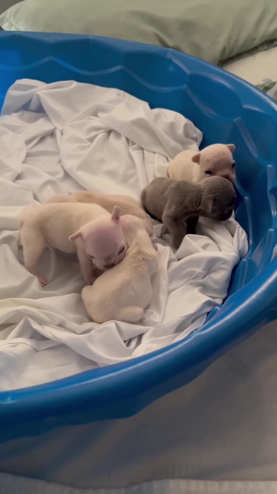French Bulldog dogs for sale: French Bulldog Puppy 4 - Video 1
