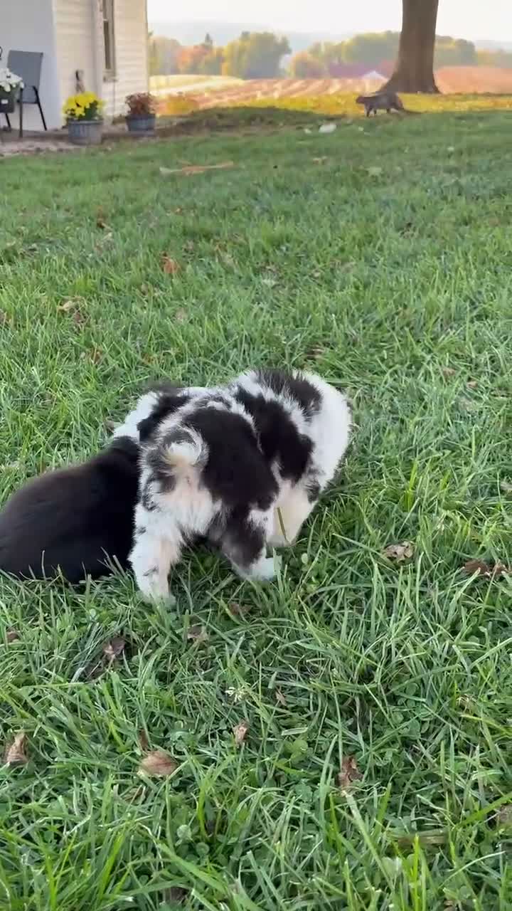 Miniature Australian Shepherd dogs for sale: Missy - Video 1