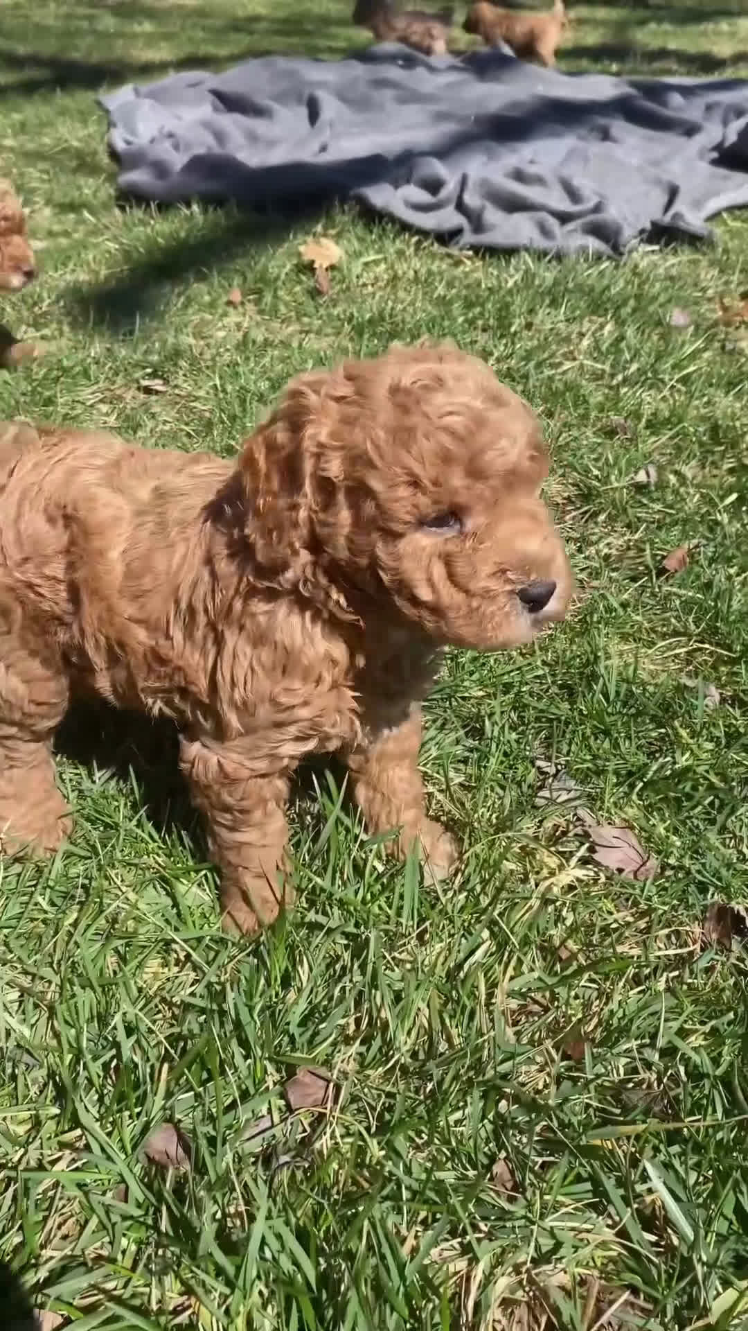 Mini Goldendoodle dogs for sale: Remi - Video 1