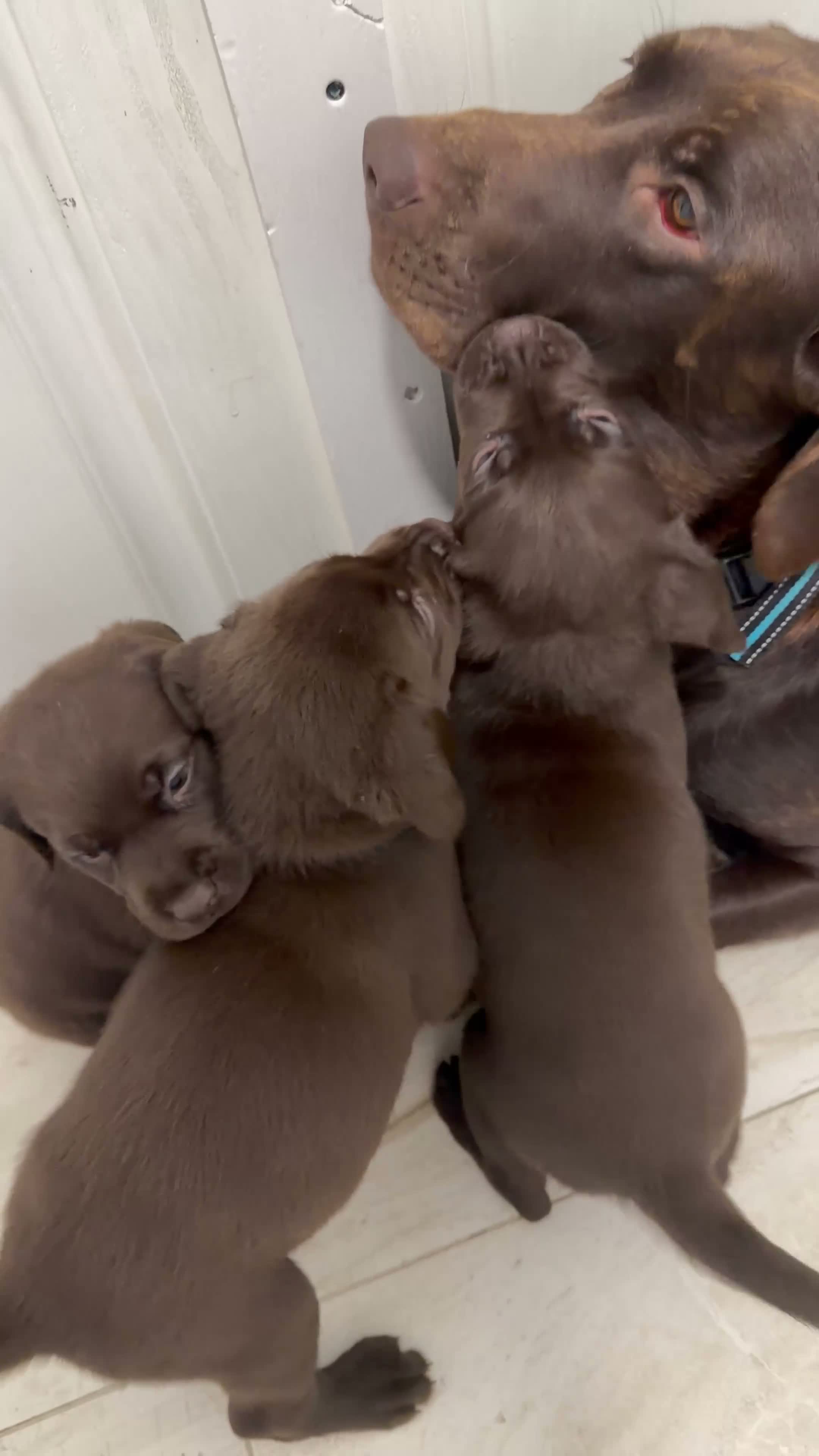 Labrador Retriever dogs for sale: Labrador Retriever 4 - Video 1