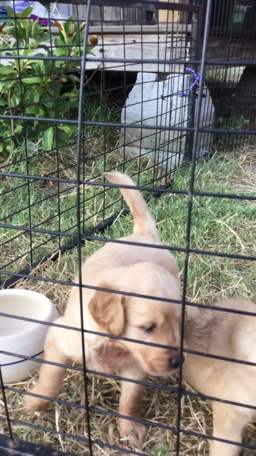 Golden Retriever dogs for sale: Golden Retriever 1 - Video 1