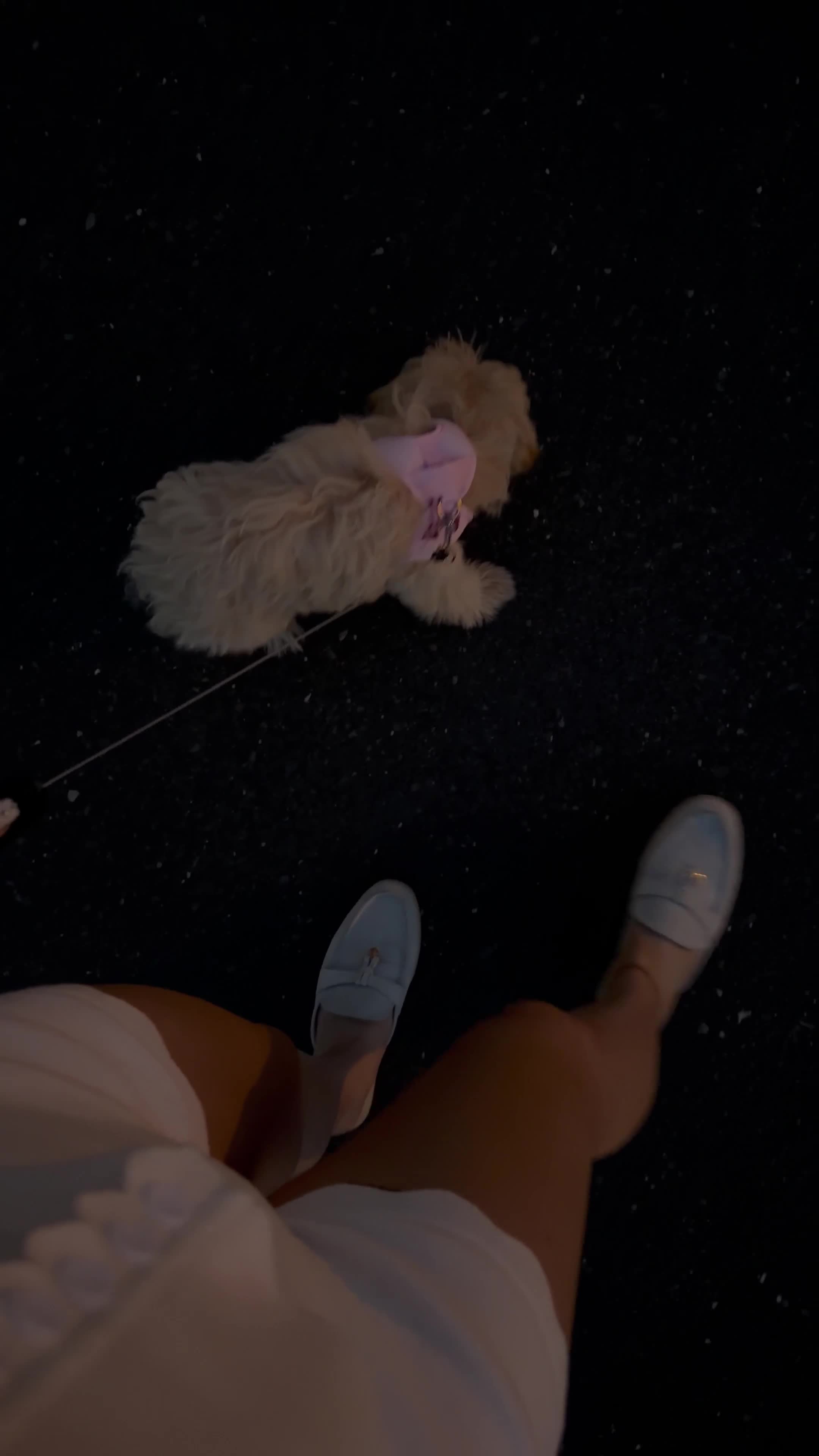 Maltipoo dogs for sale: Maltipoo 1 - Video 2